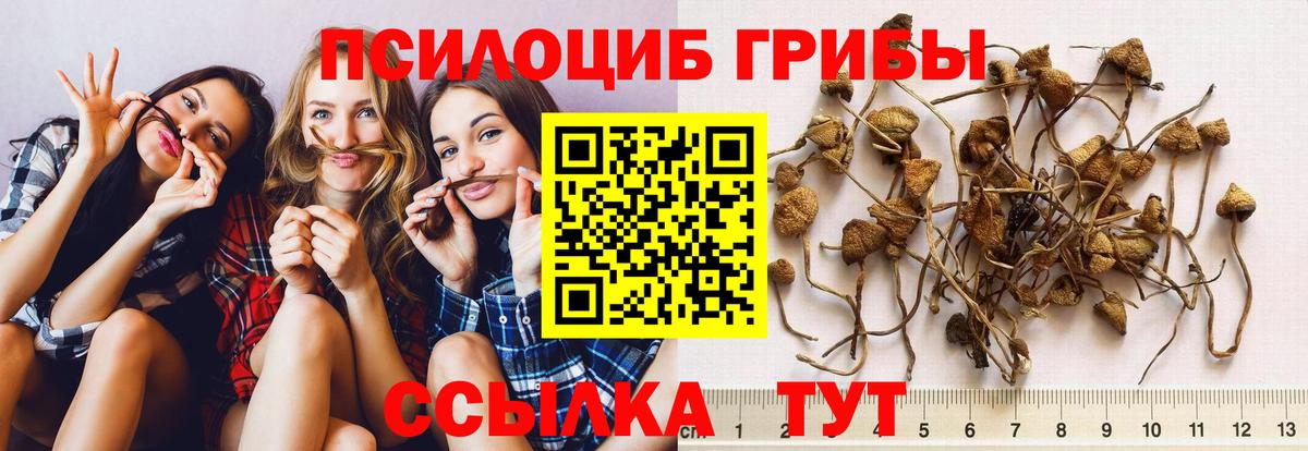 Псилоцибиновые грибы Psilocybine cubensis  Псилоцибиновые грибы MAGIC MUSHROOMS  Гатчина  Вход с VPN 